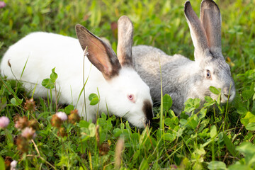 Two rabbits, gray and white. Rabbits eat grass