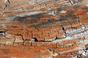 Weathered fallen tree with colorful bark
