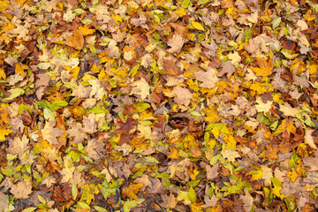 Sugar Maple Leaves on Ground