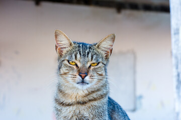 Gato de rua sobre muro com olhar atento