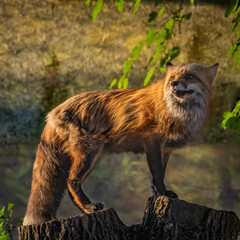 Red Tailed Variant Fox in the Setting Sun