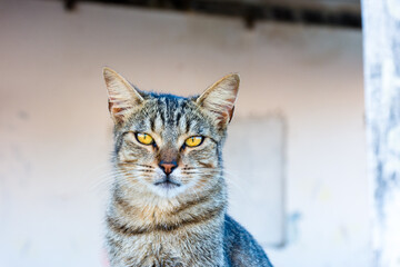 Gato de rua simpatico e esperto