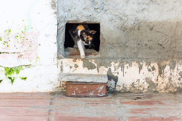 Gato de rua saindo de buraco sorrateiramente 