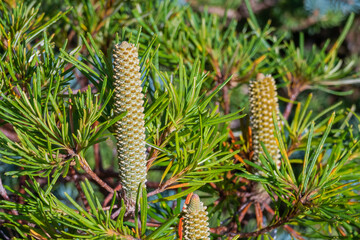 Banksia spinulosaa Birthday Candles plant