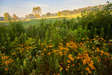 Wild flower field of orange flowers and long green grasses during the summer in Minnesota