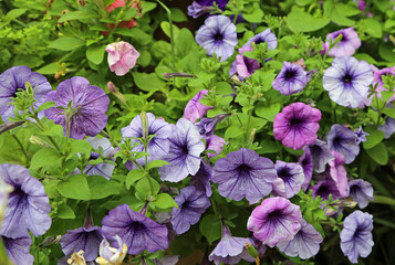 Petunia flowers - The Ashcombe Maze and Lavender gardens, Victoria, Australia