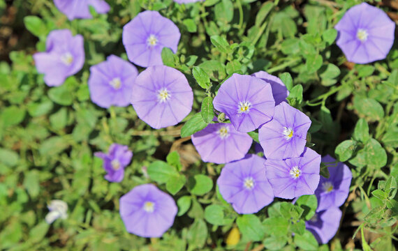 Morning Glory Flowers - The Ashcombe Maze And Lavender Gardens, Victoria, Australia