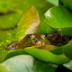 American bullfrog hiding in lily pads
