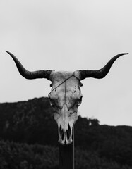 Black and white close up of a cow skull over a wooden trunk