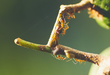  Macro nature image with ants on the plant stem with blured background
