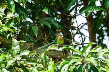 White cheeked barbet