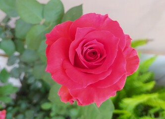 Rosa cor-de-rosa