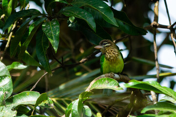 White cheeked barbet