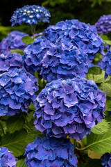 Closeup of classic blue hydrangea bush blooming in a garden
