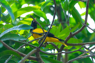 Black-hooded oriole