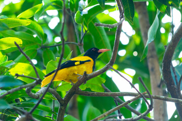 Black-hooded oriole