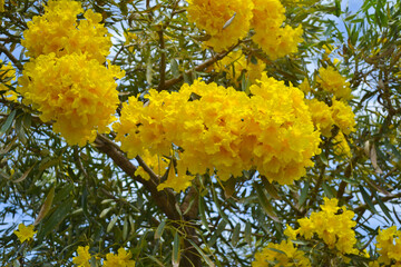 The flowers of Tabebuia aurea are blooming in spring. Tabebuia aurea or Caribbean trumpet tree or the silver trumpet tree, and tree of gold.