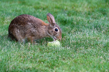 Native bunny eating a green apple on a lawn
