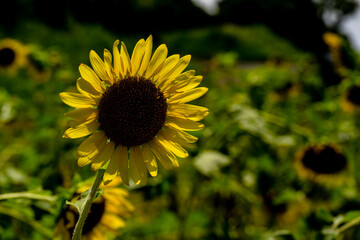 長崎鼻のひまわり