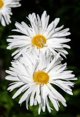 Closeup of white daisies with yellow centers as a nature background
