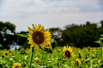 長崎鼻のひまわり
