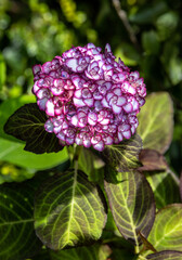 Closeup of white and maroon Bigleaf Hydrangea blooms as a nature background
