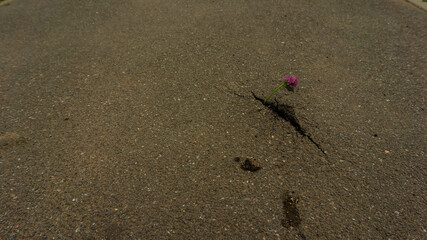 clover grows out of asphalt
