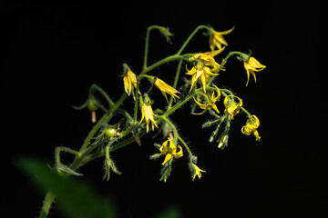 Closeup of tomato plant yellow blooms against a black background
