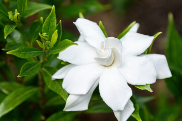 Closeup of white Hardy Gardenia blooming on green foliage as a nature background
