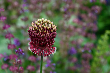 Closeup of dark maroon with light green top ornamental onion flowers
