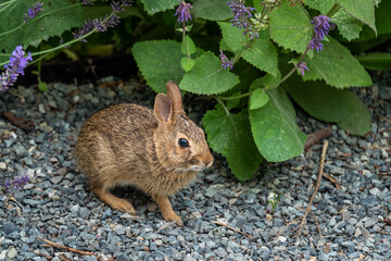 Naklejka na ściany i meble Baby native bunny on a gravel garden path, plants in background 