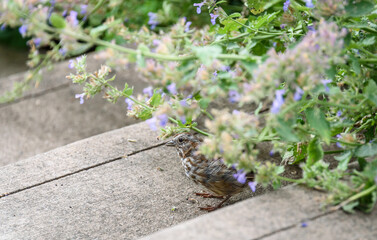 Young brown bird on the edge of concrete stairs in a garden

