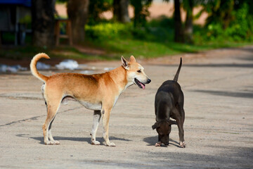 dog running on the road.