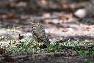 Veery resting on the ground in the woods