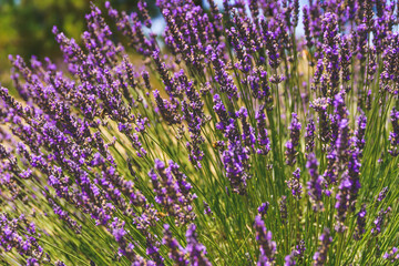 Obraz premium Lavender flowers and bees closeup. Sunny summer day, Lavender farm in California