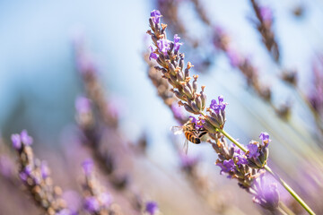 Lavenders in bloom and bee close up, beautiful blue sky background. Lavender field, sunny summer day in California