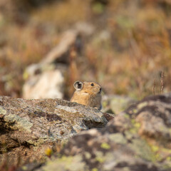 American pika peeking over rock