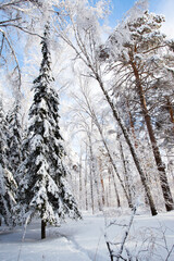 Pine Trees Covered in Snow in the Winter in sunny frozen day, Russia, Siberia nature, seasonal card, vertica