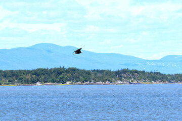 Bald Eagle flying over the river, with mountains in the background