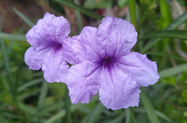 violet flower in the garden