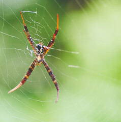  Macro nature image with spider on net with blured background