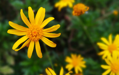 yellow flower in the garden