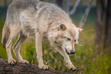 Naklejka na ściany i meble Grey Wolf Alpha Female 