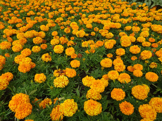 bright orange marigold floral background, selective focus