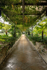 footpath in the woods