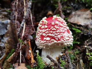 fly agaric mushroom