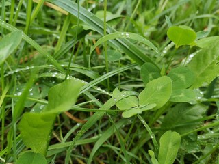 green beans on a bed