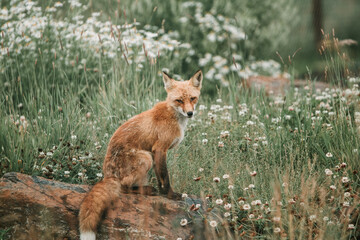 red fox in the wild sitting on a log in field
