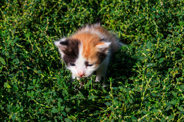 Naklejka na ściany i meble Small kitten on green grass on meadow