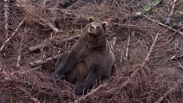 Bear sitting on a ple of cut pine trees and looking at the camera.